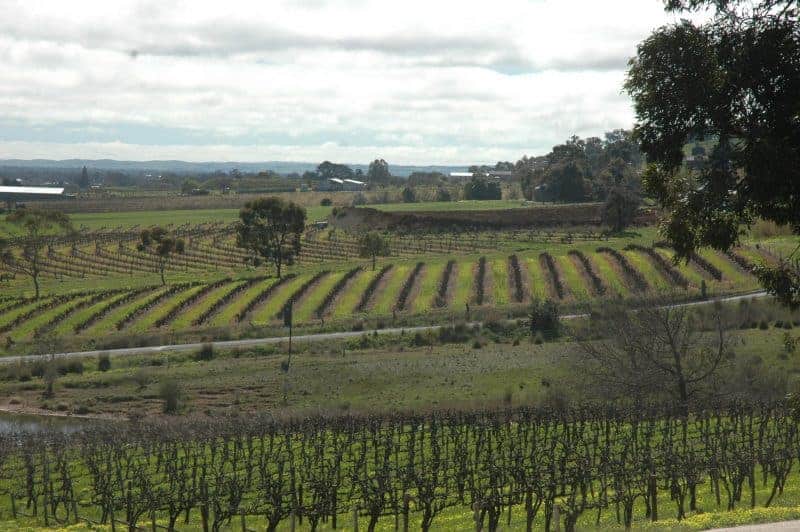 Vineyards near Mengler Hill